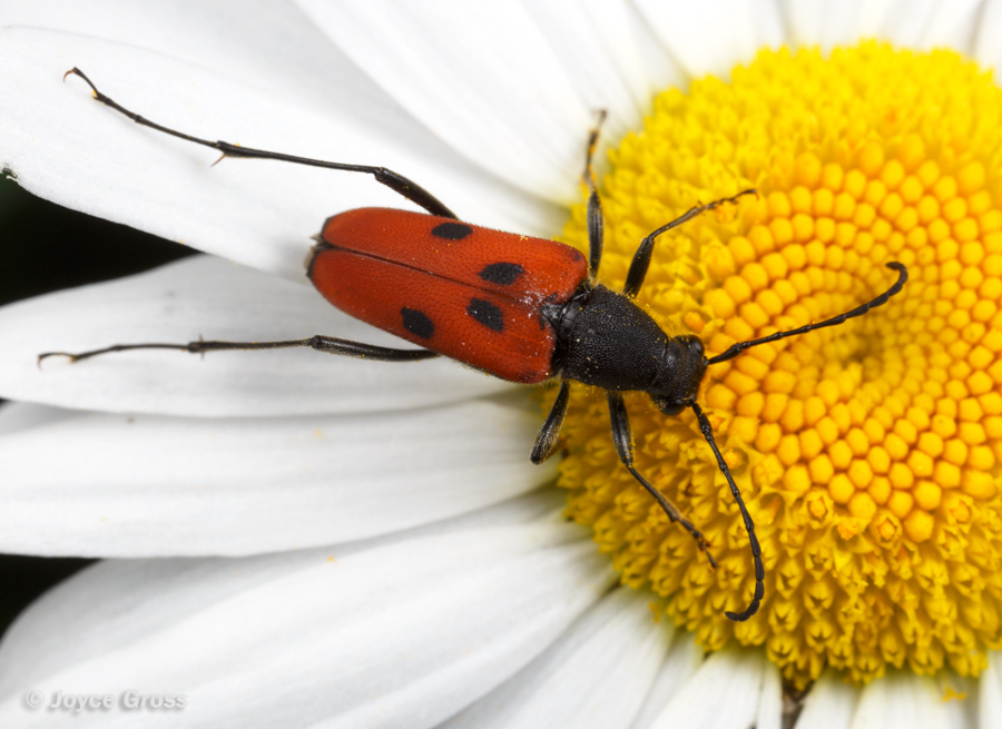 Anastrangalia laetifica