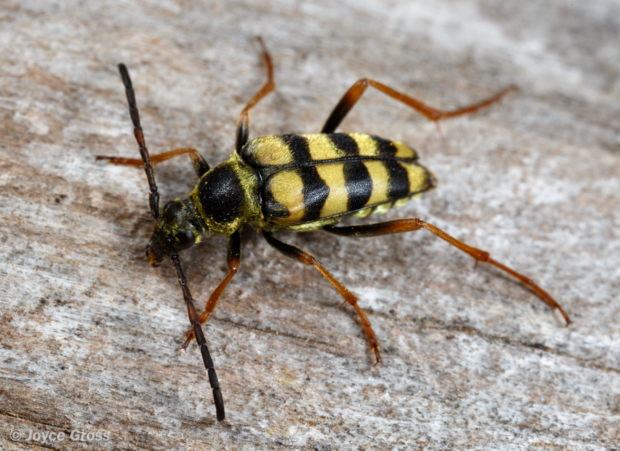 Stenostrophia tribalteata sierrae