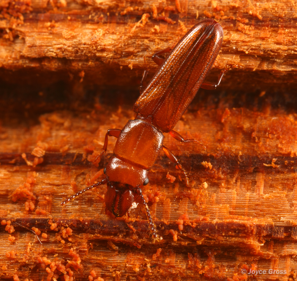 Prostomis americanus