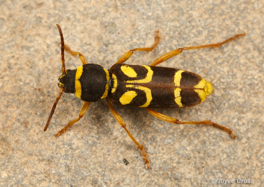 Xylotrechus insignis