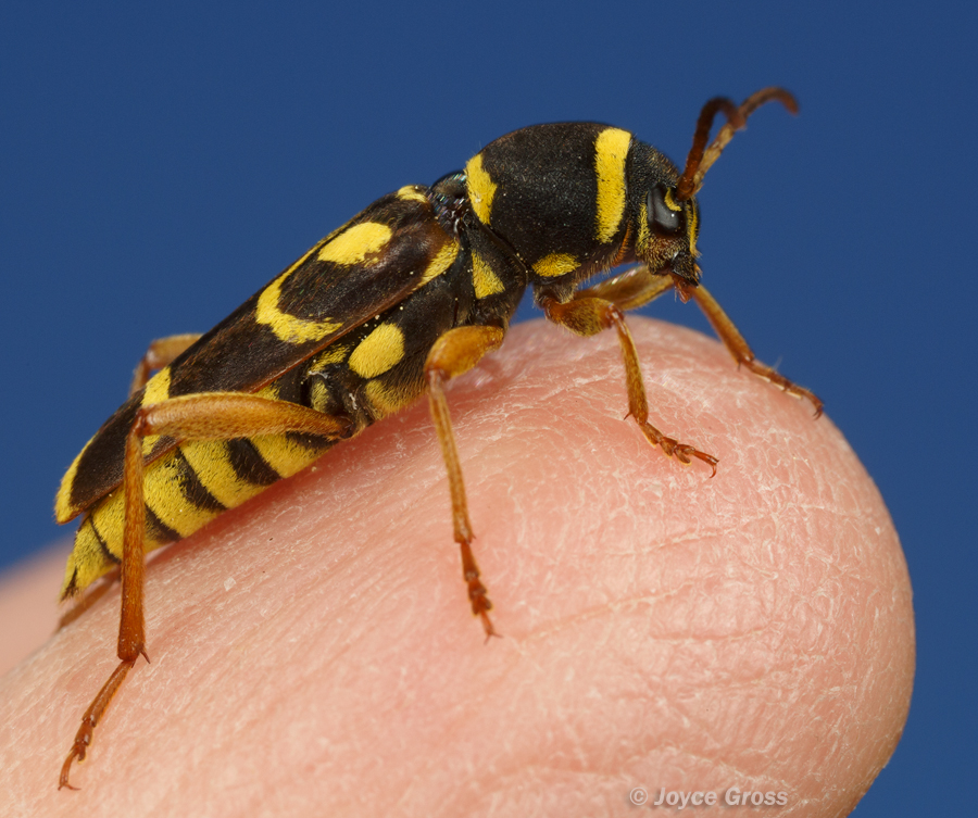 Xylotrechus insignis