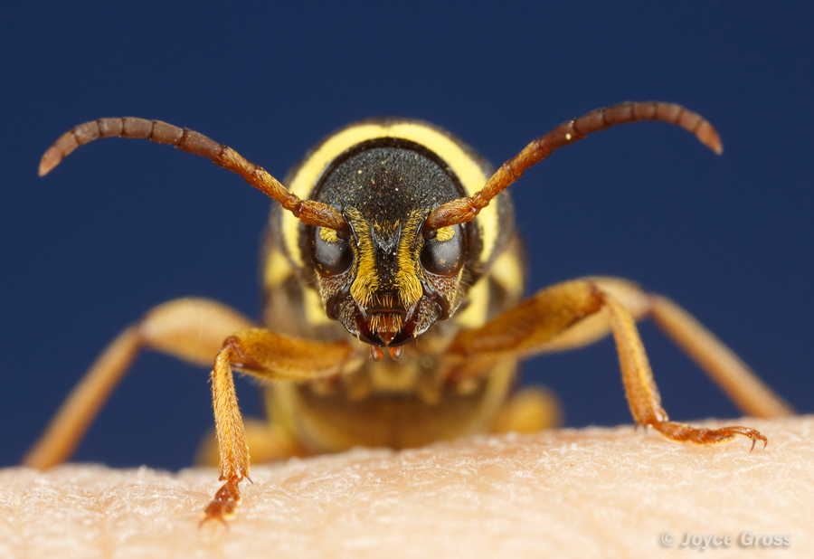 Xylotrechus insignis