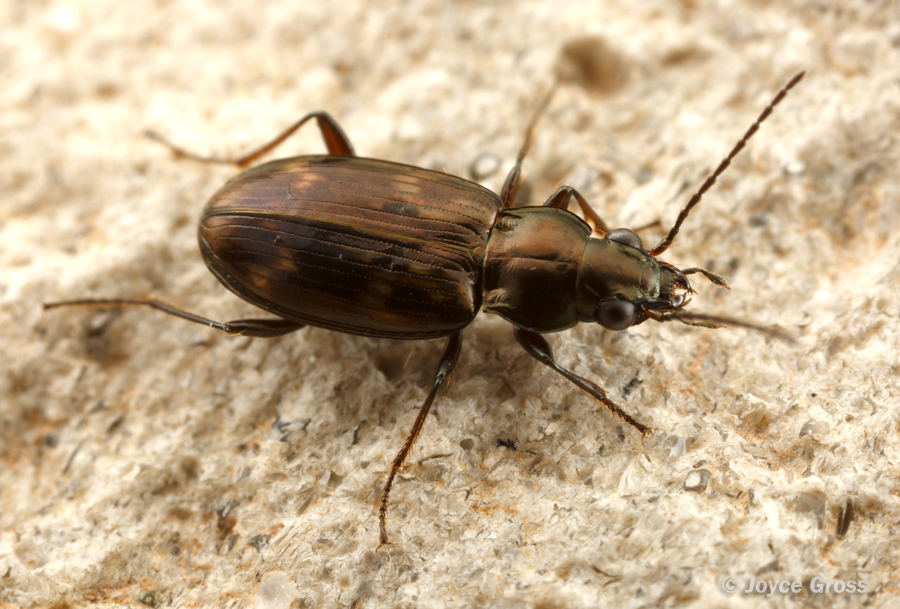 Bembidion sp.