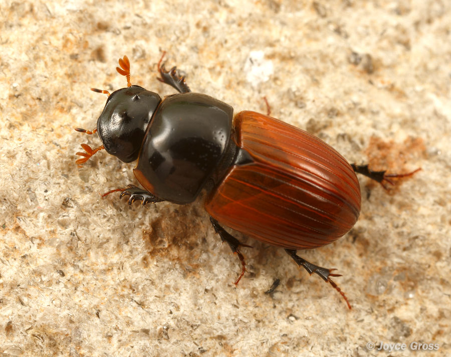 Aphodius fimetarius
