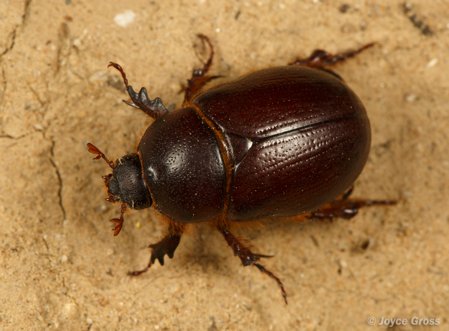 Tomarus gibbosus
