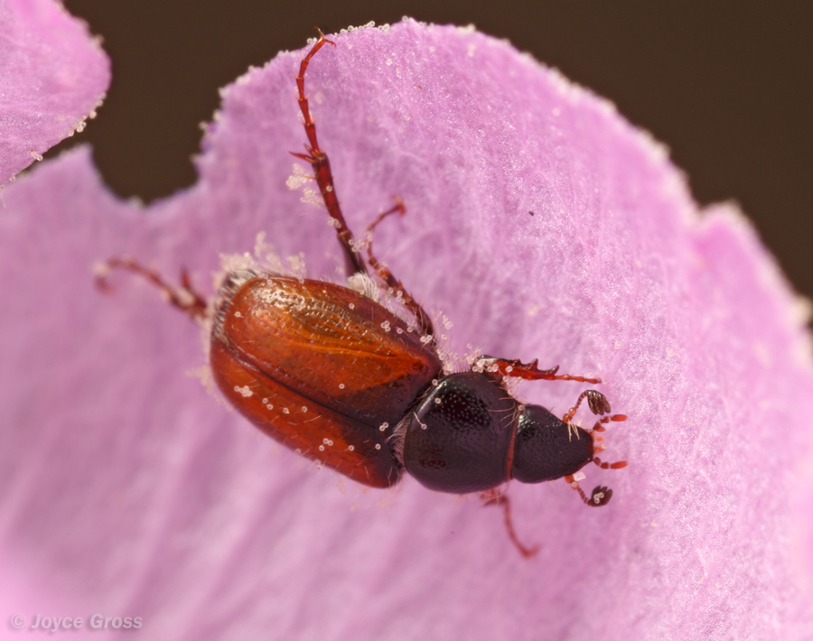 Chnaunanthus chapini