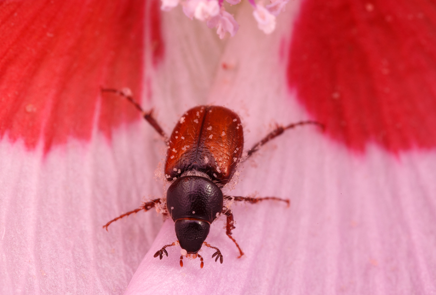 Chnaunanthus chapini