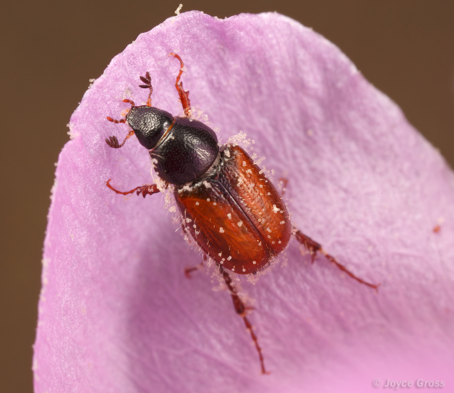 Chnaunanthus chapini