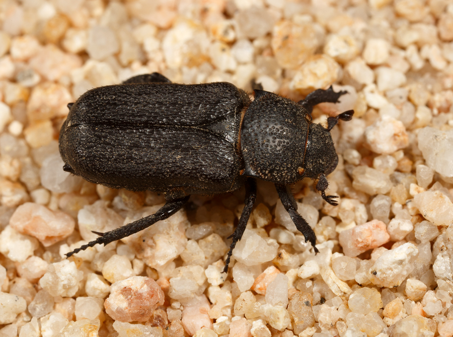 Cremastocheilus quadratus