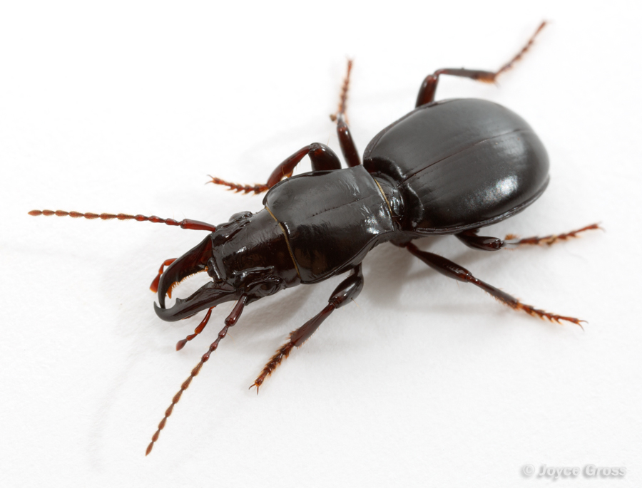 Promecognathus crassus