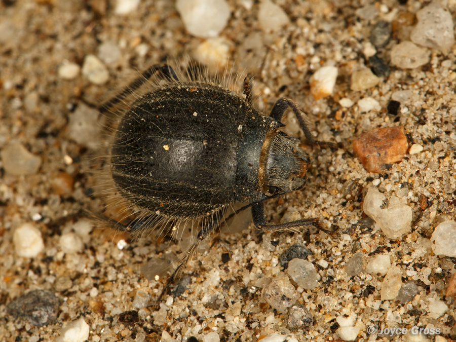 Edrotes ventricosus
