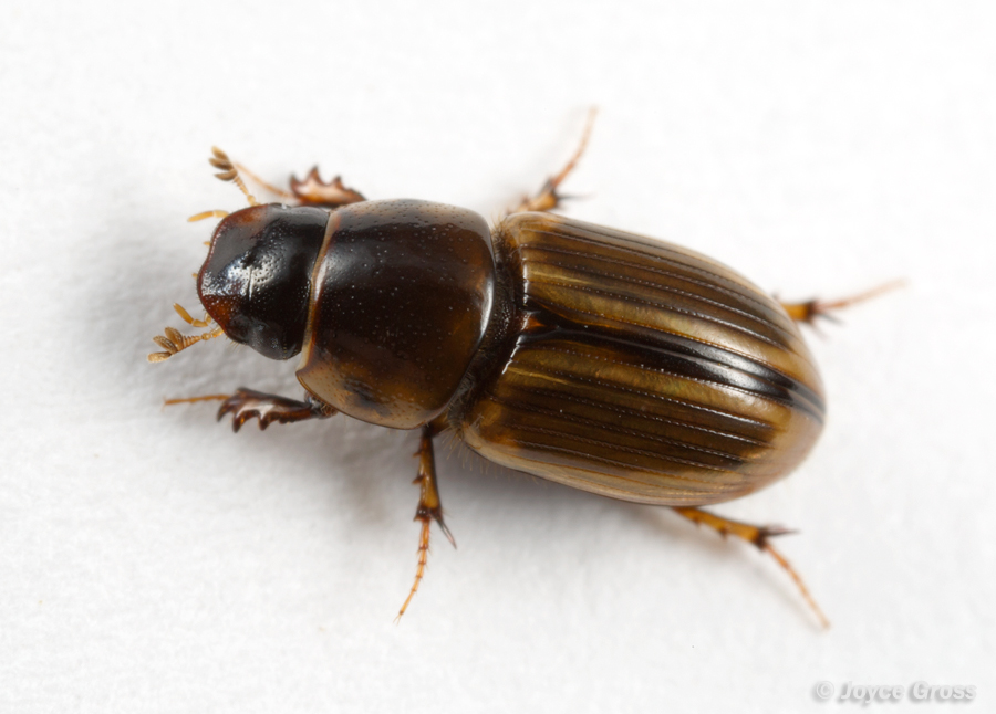 Labarrus pseudolividus