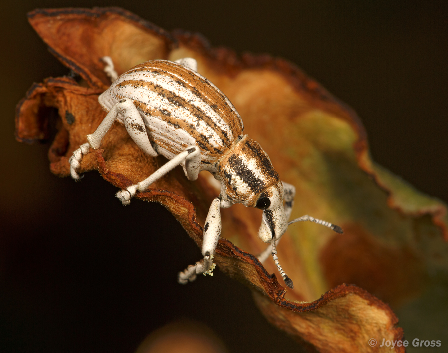 Ophryastes sp.
