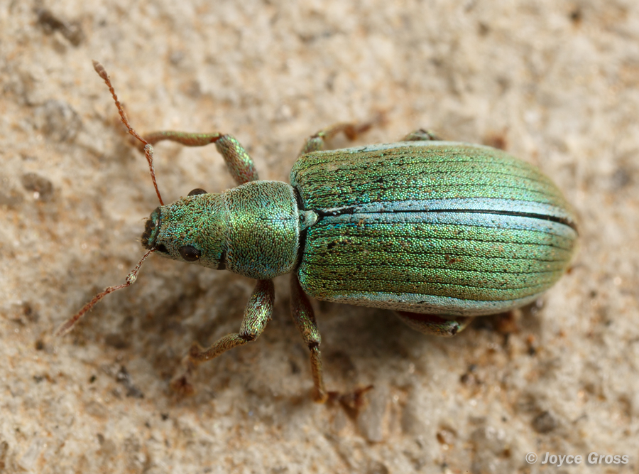 Pachyrhinus elegans