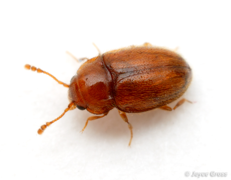 Symbiotes gibberosus