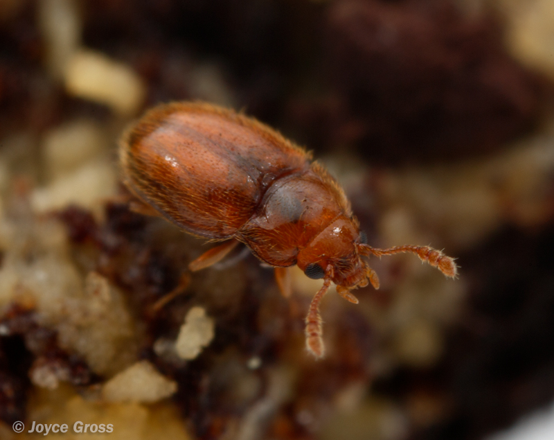 Symbiotes gibberosus