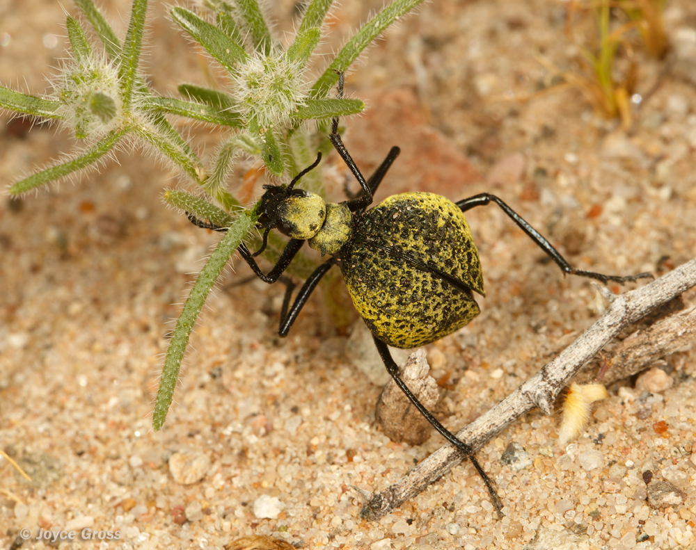 Cysteodemus armatus