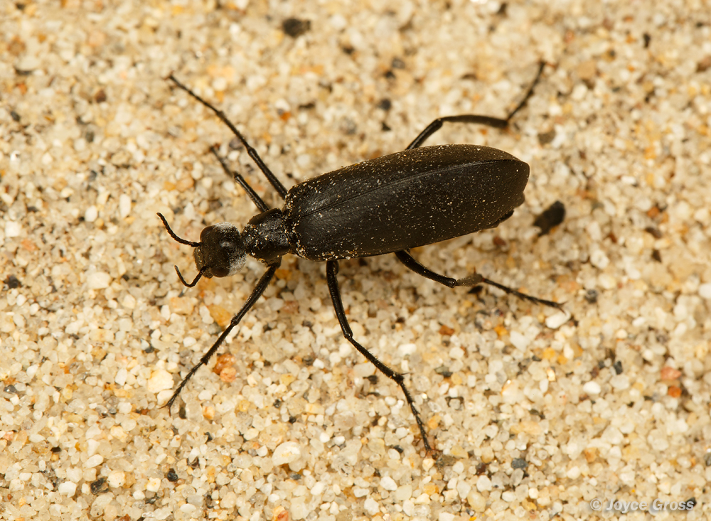 Phodaga alticeps