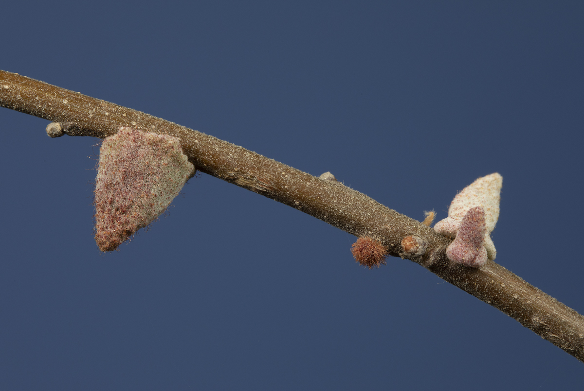 Burnettweldia conalis