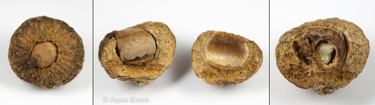 Andricus chrysobalani