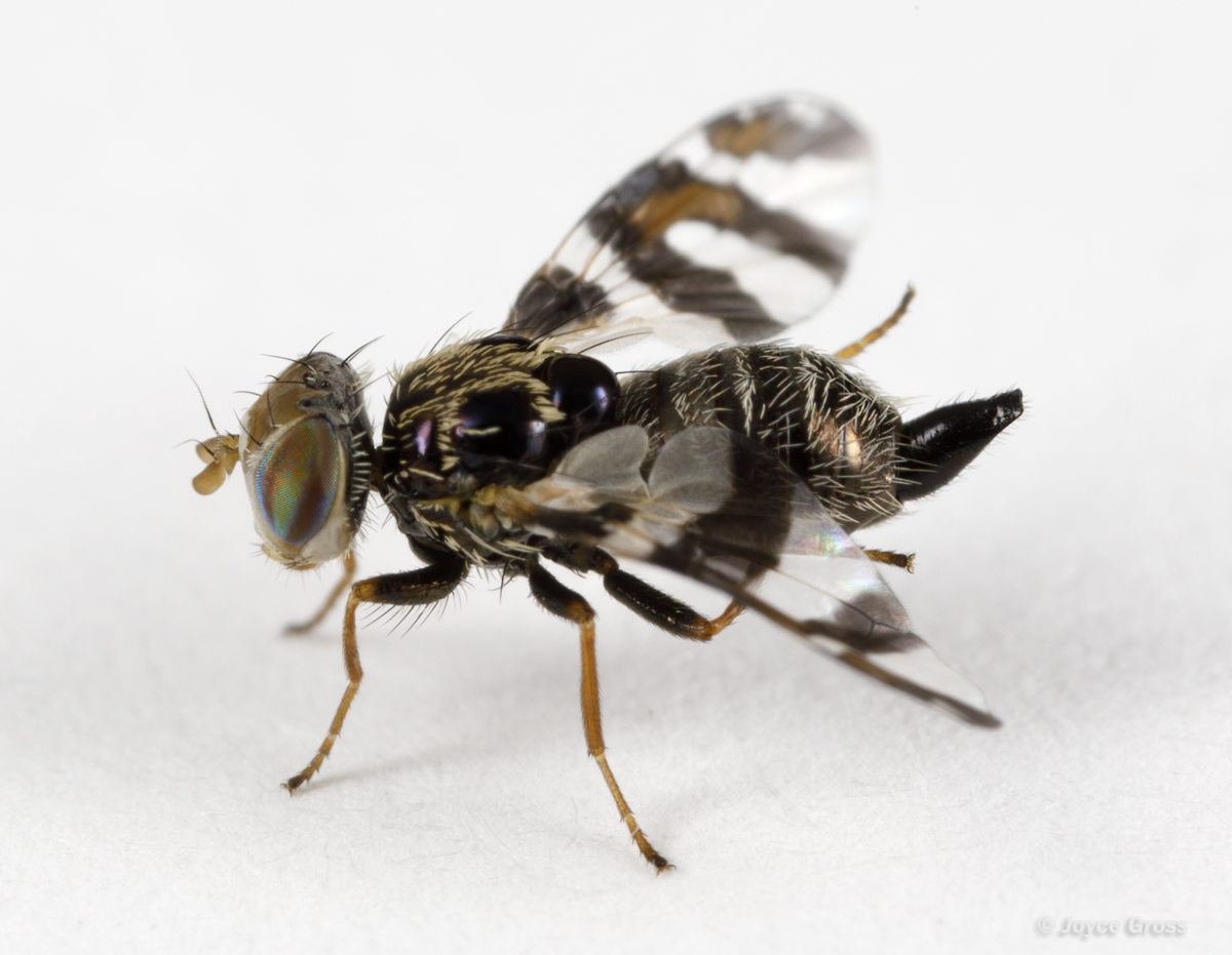 Procecidochares minuta