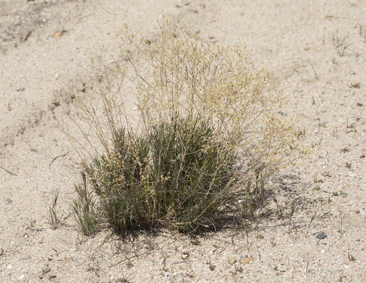 Gutierrezia californica