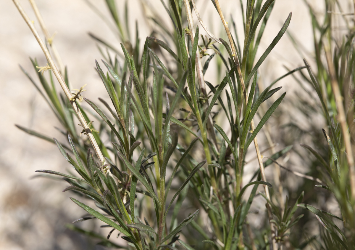 Gutierrezia californica