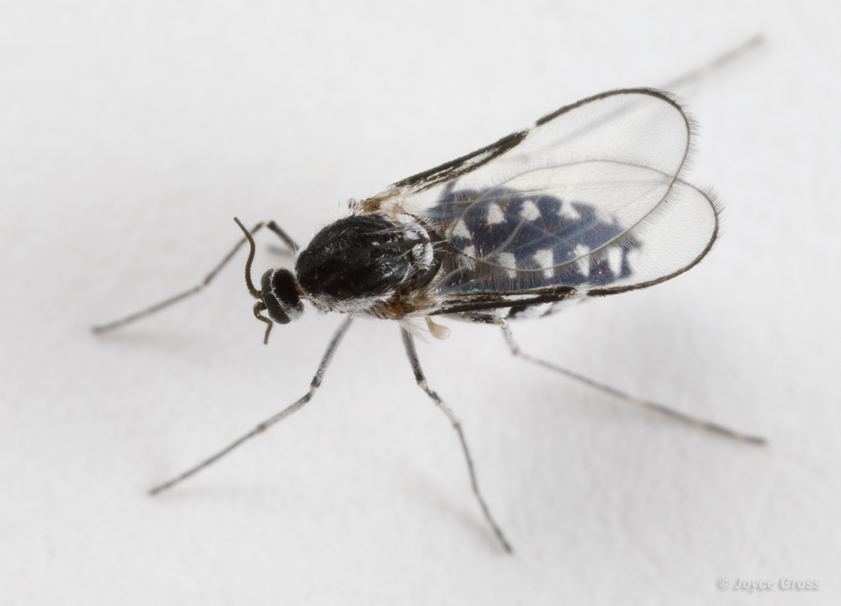 Neolasioptera willistoni