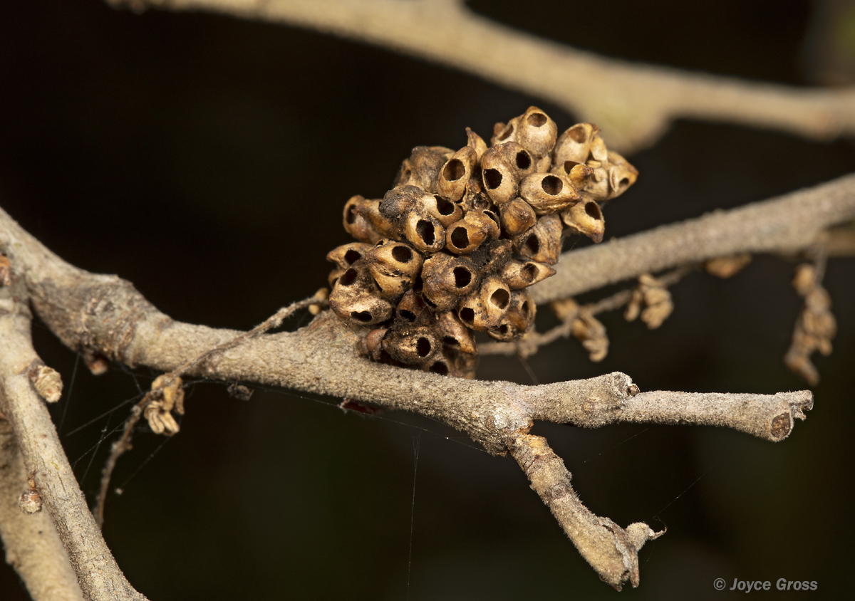 Callirhytis serricornis