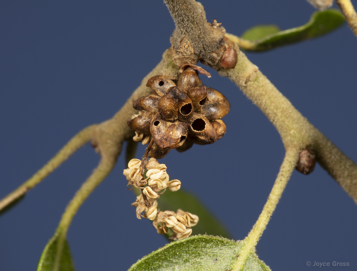 Callirhytis serricornis