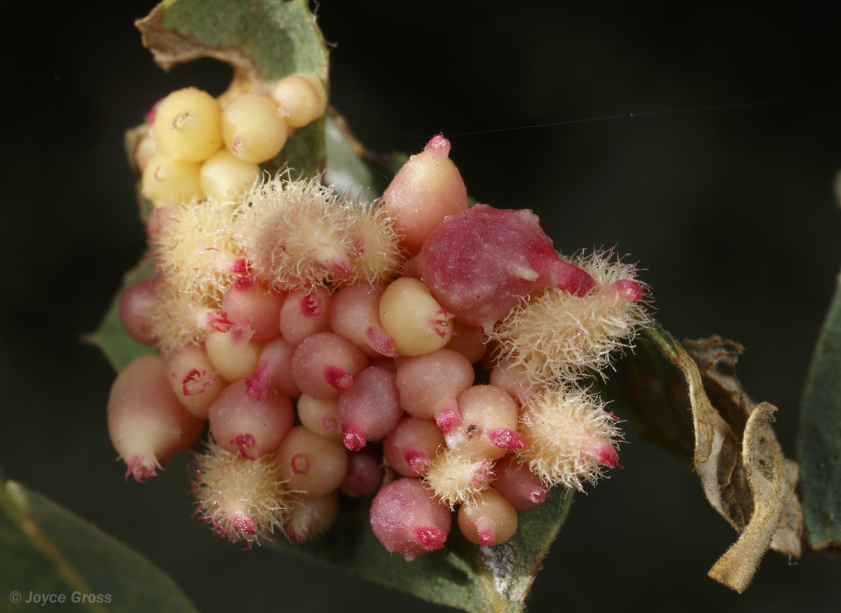 Feron crystallinum