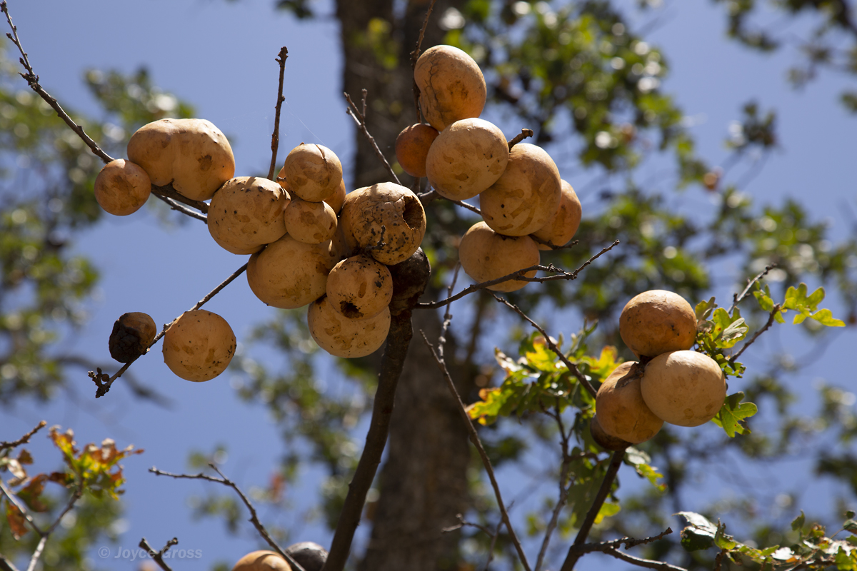 Andricus quercuscalifornicus