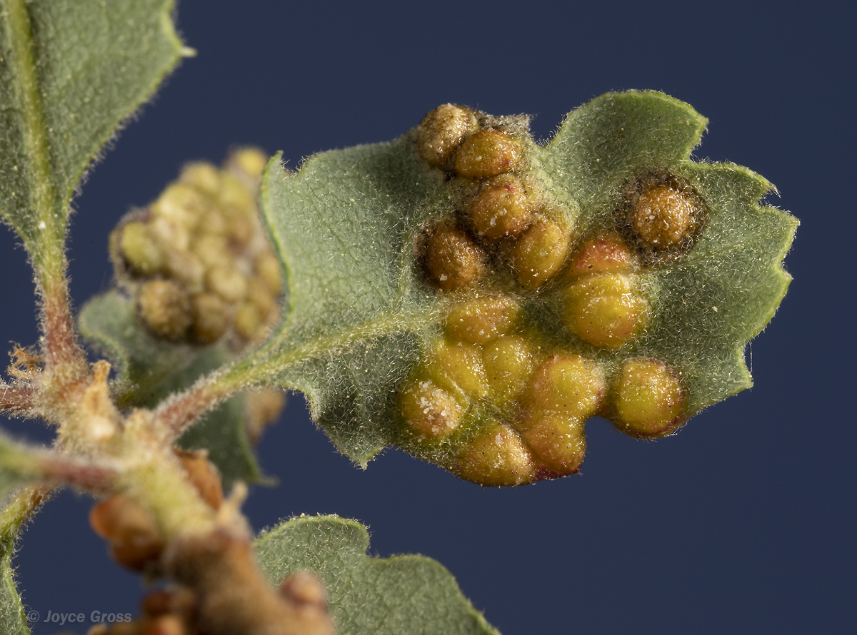 Neuroterus saltatorius