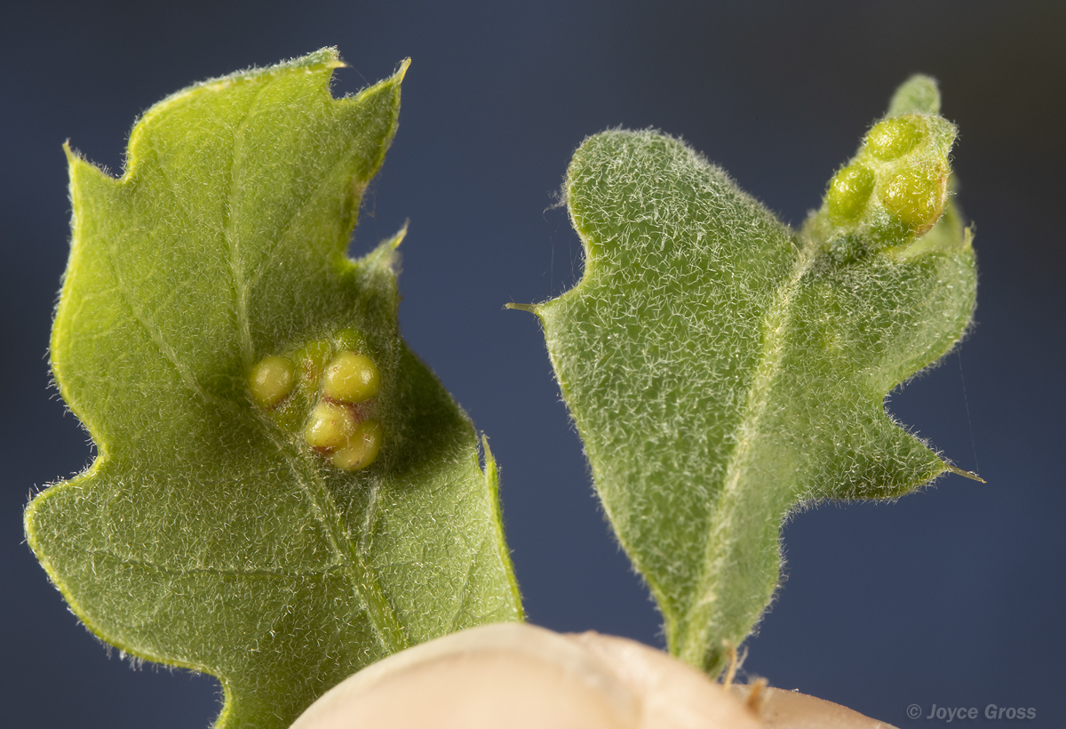 Neuroterus saltatorius