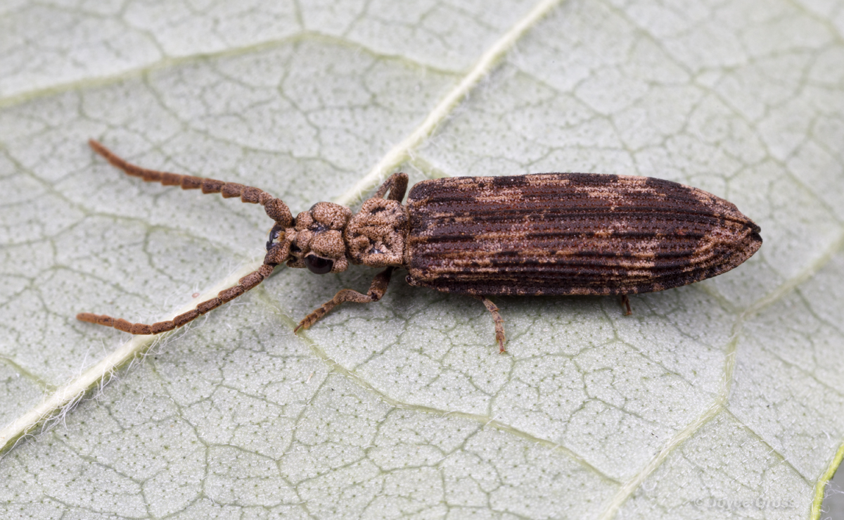 Prolixocupes lobiceps
