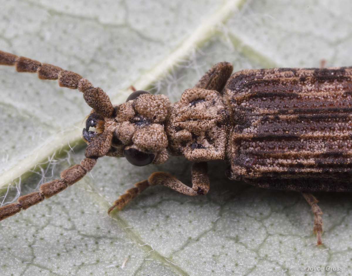 Prolixocupes lobiceps