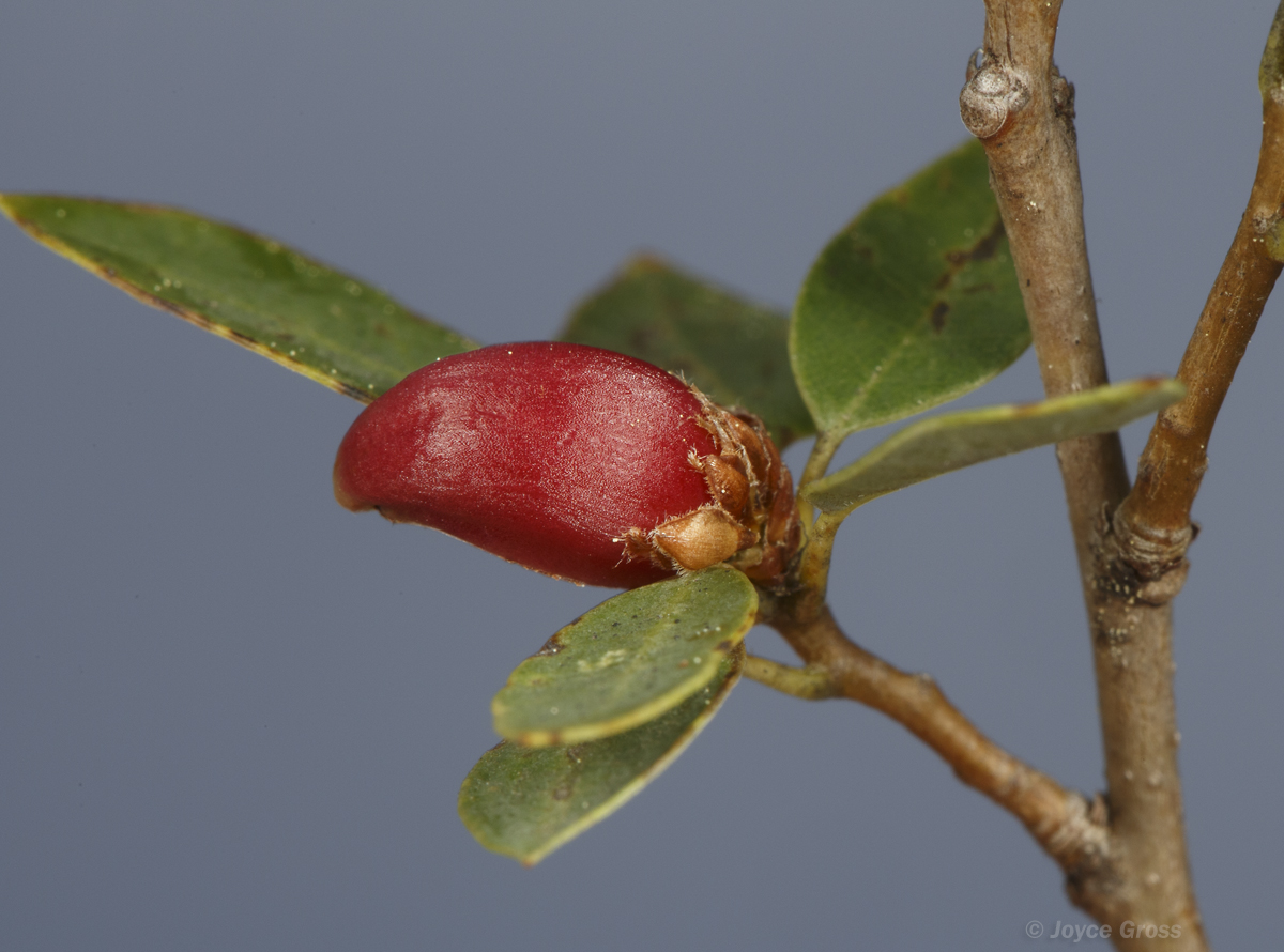 Andricus projectus