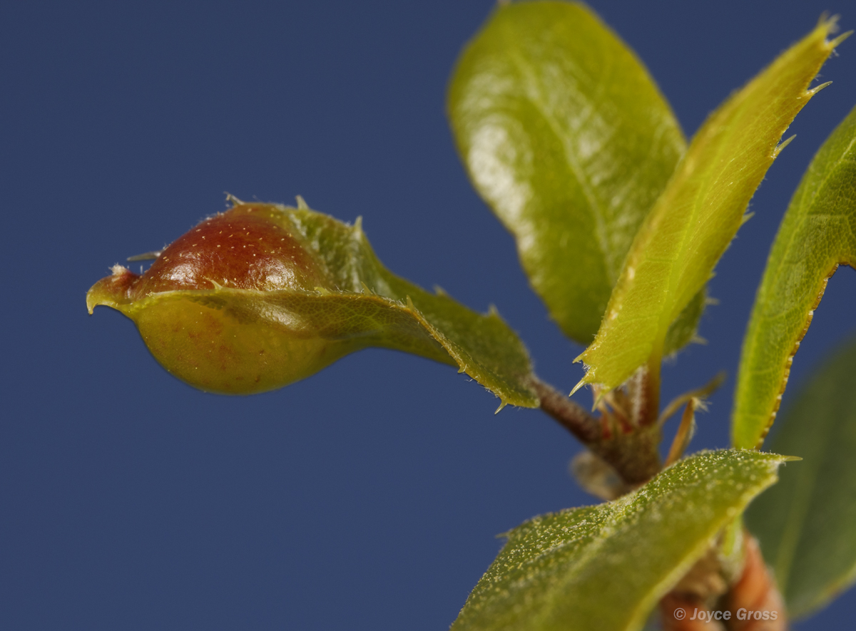 Callirhytis perfoveata