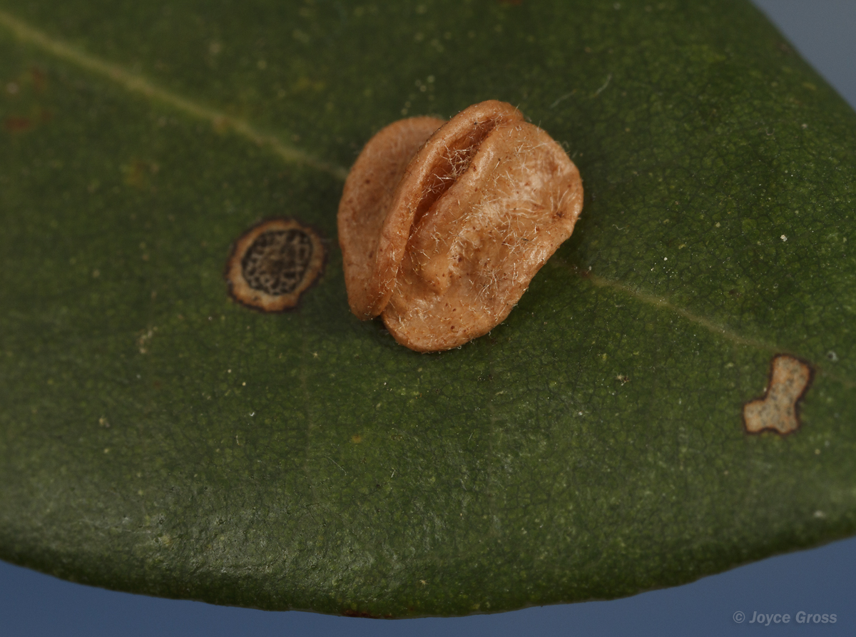Trichoteras perfulvum