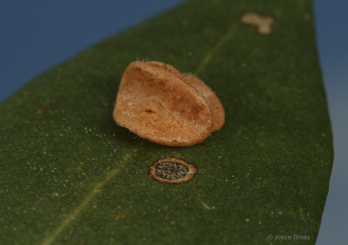 Trichoteras perfulvum