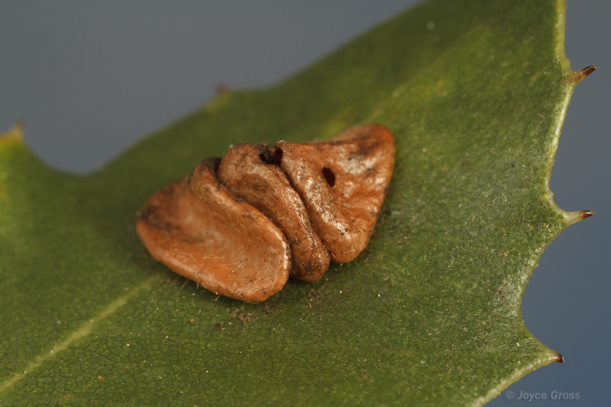 Trichoteras perfulvum