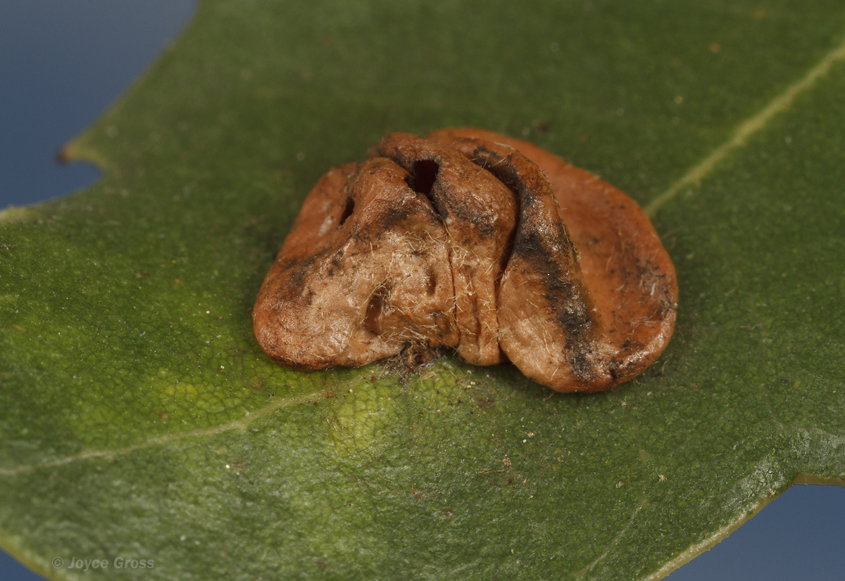 Trichoteras perfulvum