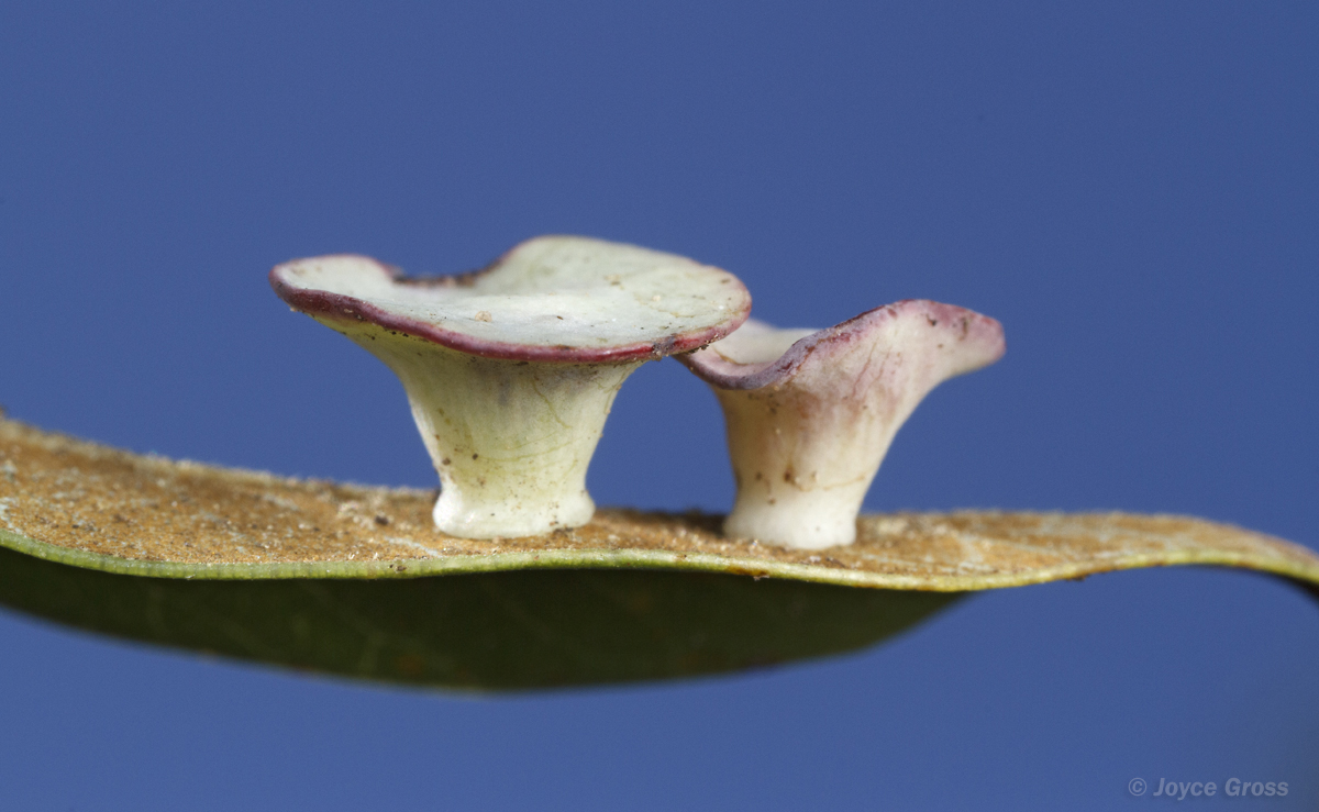 Paracraspis patelloides