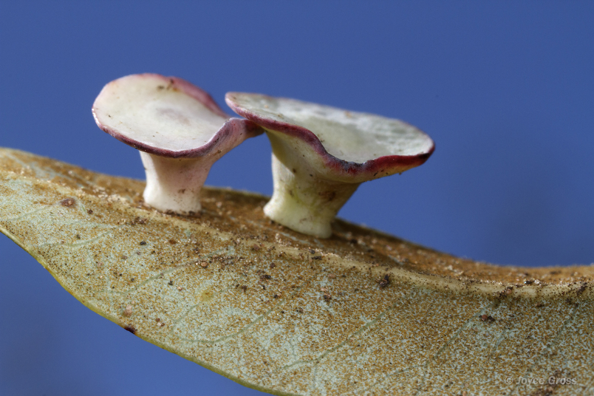 Paracraspis patelloides