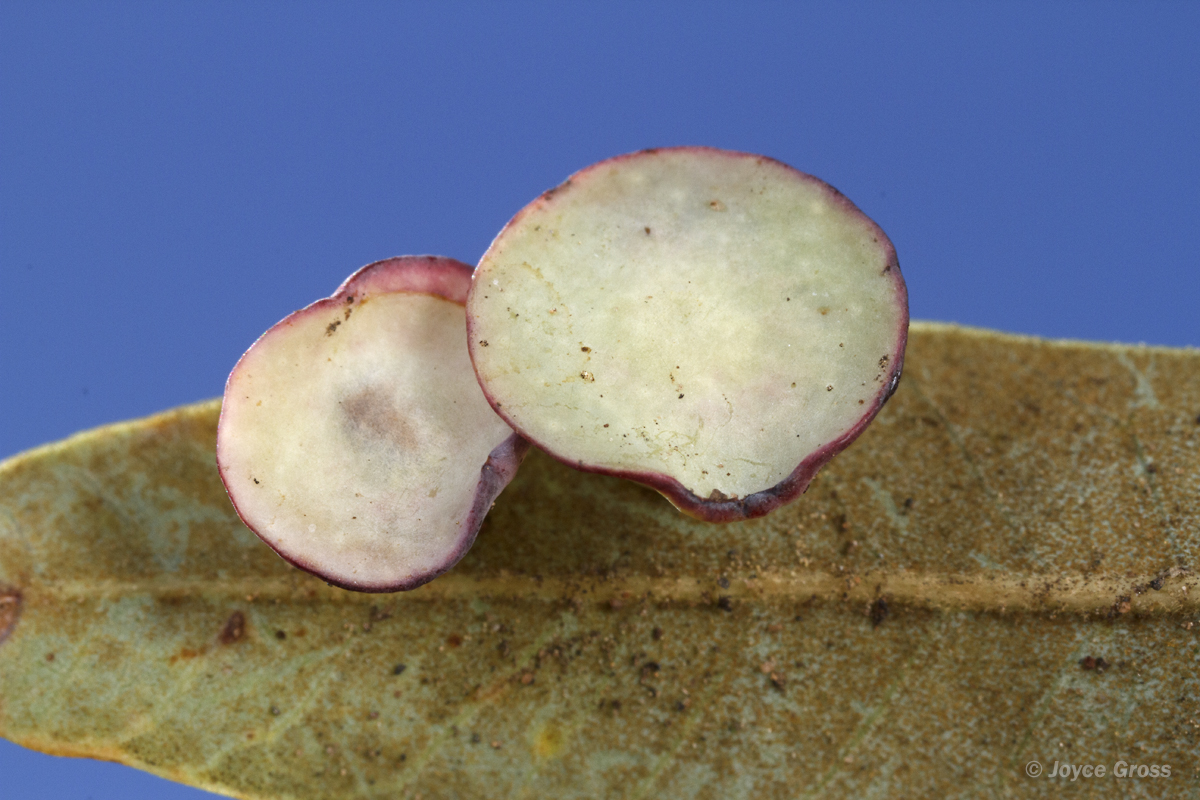 Paracraspis patelloides