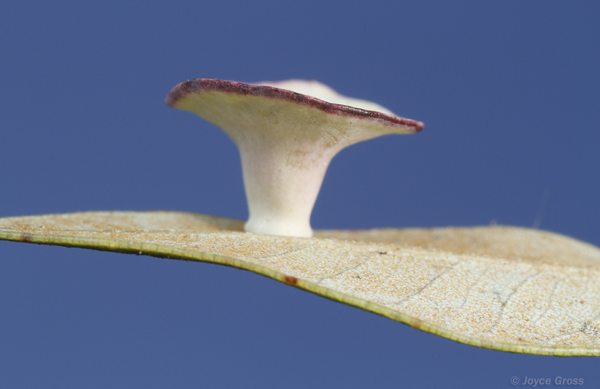 Paracraspis patelloides