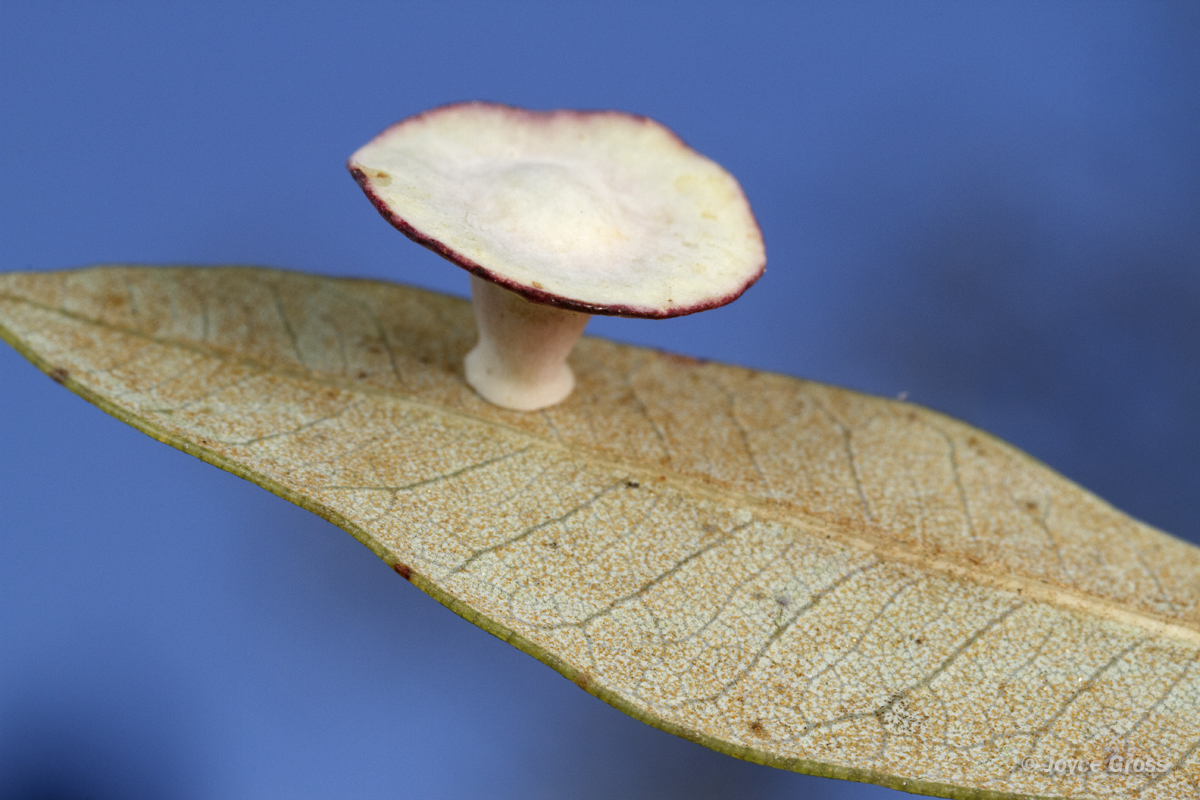 Paracraspis patelloides