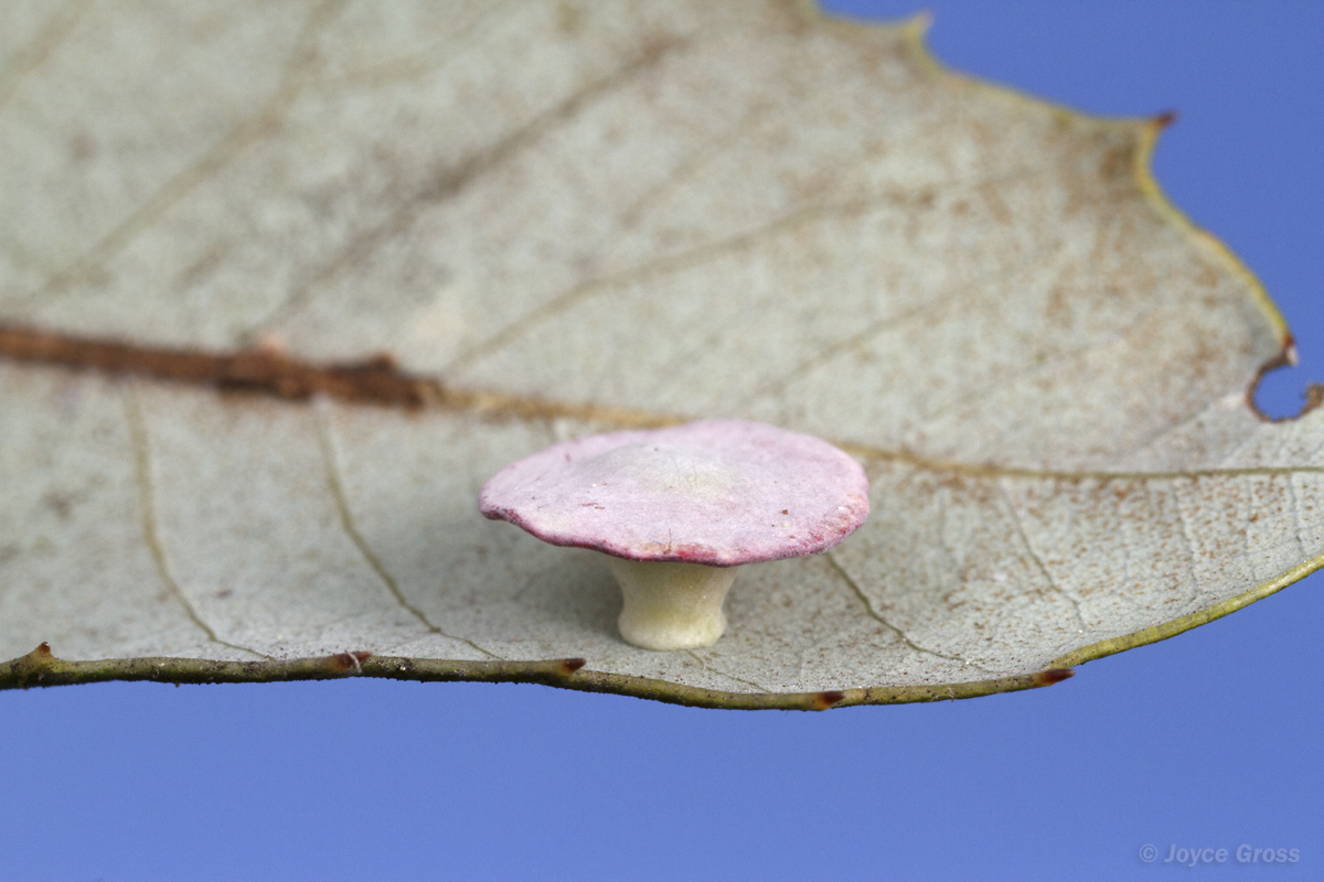 Paracraspis patelloides