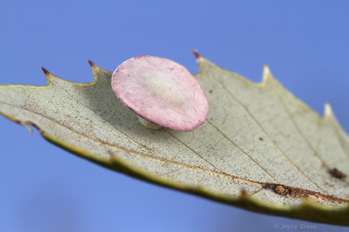 Paracraspis patelloides
