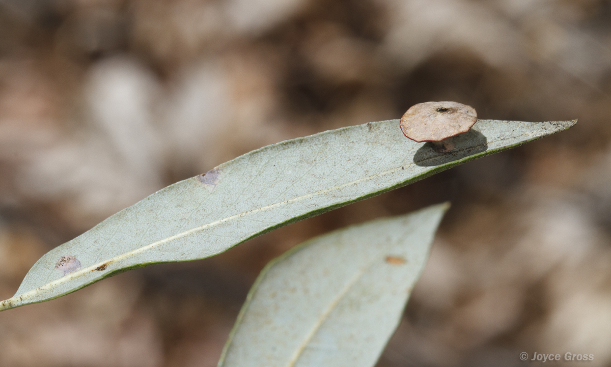 Paracraspis patelloides
